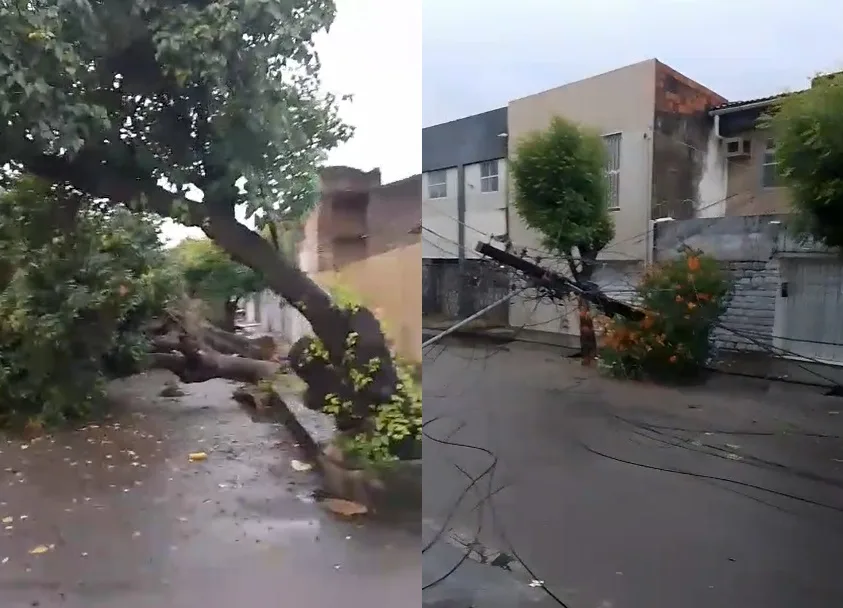 Árvores caem após chuva forte e deixam moradores sem energia em Fortaleza